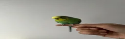 Budgerigars birds for sale: 4 budgies in London - Advert 8