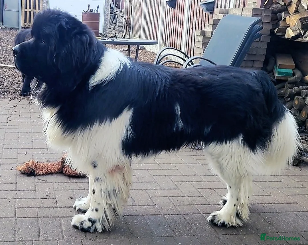 Newfoundland dogs for stud: KC registered health tested Landseer Newfoundland  in Ilkeston - Advert 12