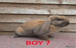 French Lop rabbits for sale: Outstanding French lops - Image 1
