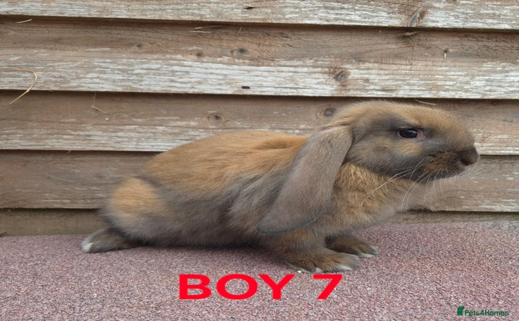 French Lop rabbits - Advert 3