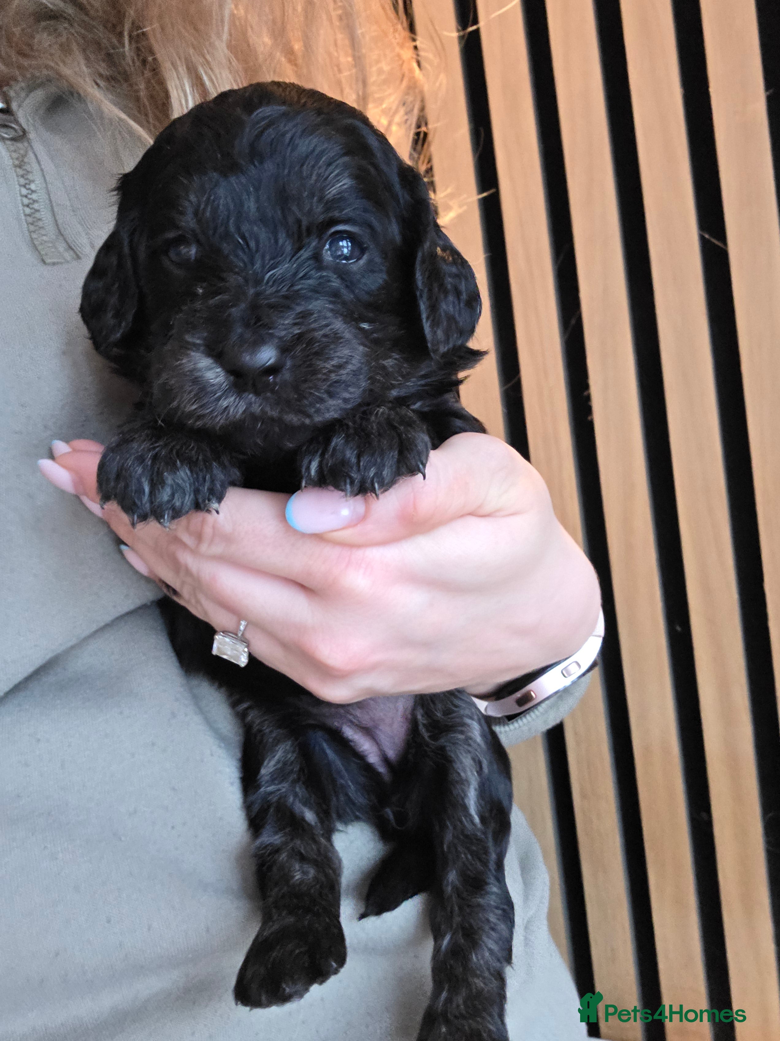 Goldendoodle dogs Outstanding F1 Goldendoodle Puppies - Advert 8