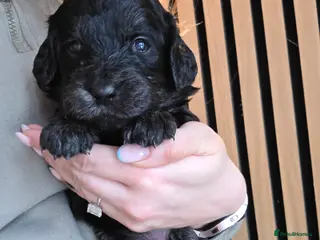 Goldendoodle dogs Outstanding F1 Goldendoodle Puppies - Advert 8