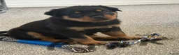 Rottweiler dogs for sale: Rottweiler pups  - Advert 15