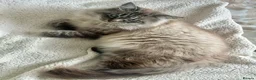 Siberian cats for sale: Seal-Point Siberian Male - Advert 4