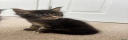 Maine Coon cats for sale: Beautiful Maine Coon kittens looking for new home - Advert 2
