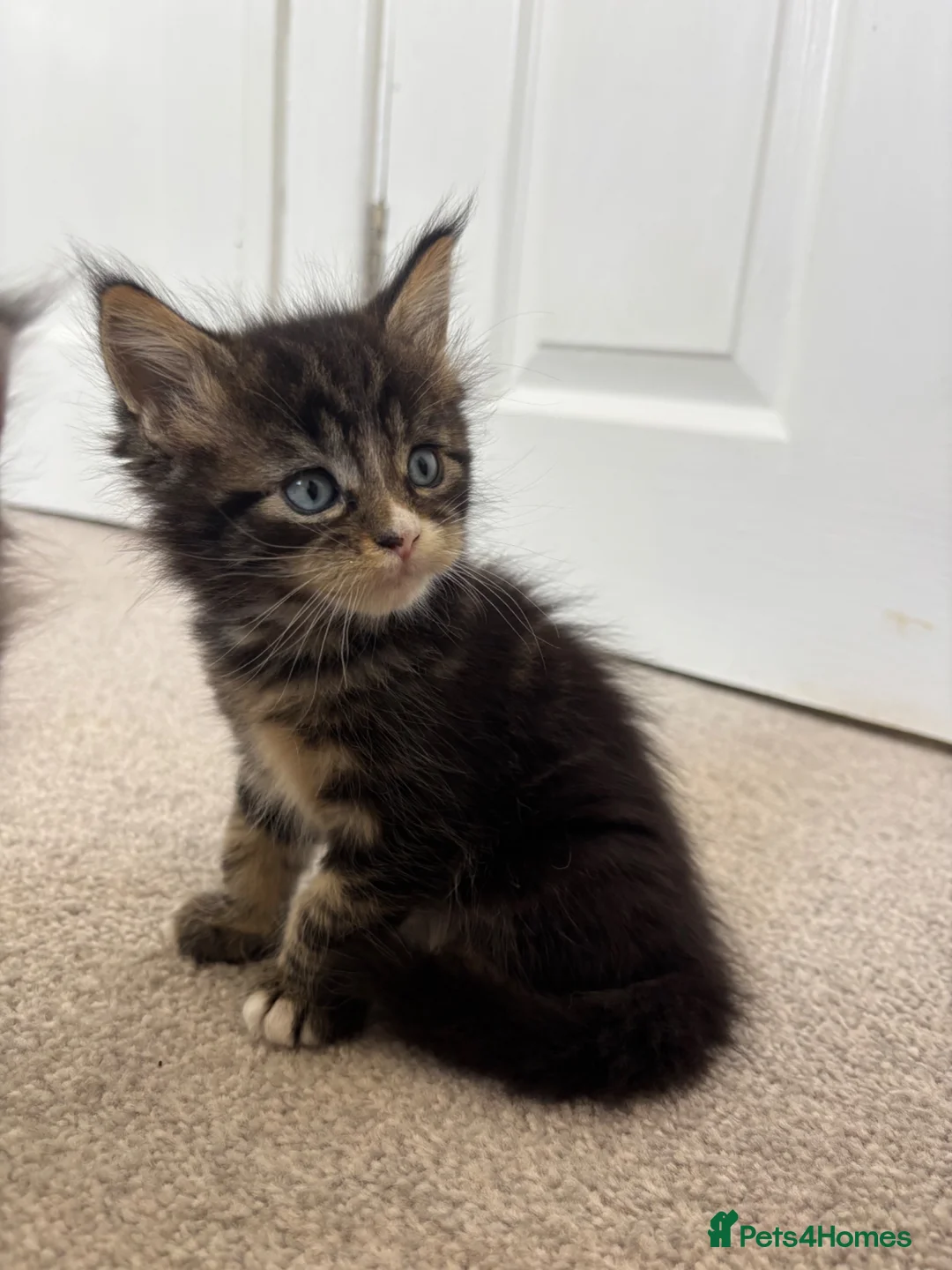 Maine Coon cats for sale: Beautiful Maine Coon kittens looking for new home - Advert 2