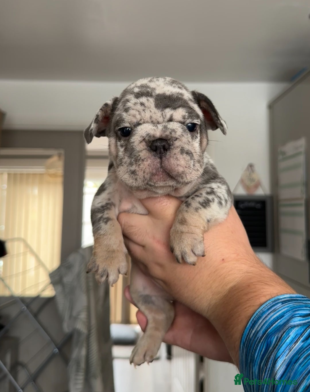 French Bulldog dogs for sale: 🤍 Merle / Lilac + Tan French bulldog puppies🤍 - Image 12