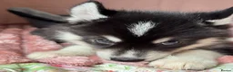 Mixed Breed dogs for sale: Crufts Line Husky x Malamute - Health tested 🐾 - Advert 4