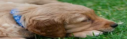 Golden Retriever dogs for sale: READY GOLDEN RETREVER KC PUPPIES - Advert 13