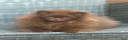 Pomeranian dogs for sale: Amazing Poms teddy bear boy - reduced price  - Advert 5