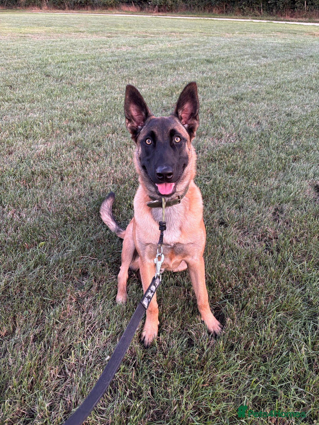 Belgian Shepherd Dog dogs for sale: 8 Month Old Part Trained Mal - Image 3