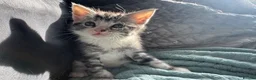 Mixed Breed cats for sale: 5 male kittens  - Advert 16