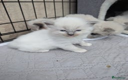 Ragdoll cats for sale: Ragdoll - home reared kittens - Image 25