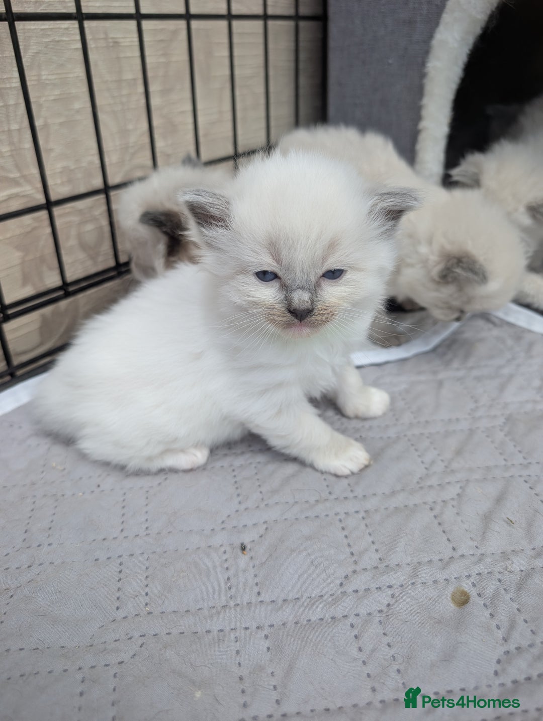 Ragdoll cats for sale: Ragdoll - home reared kittens - Image 25