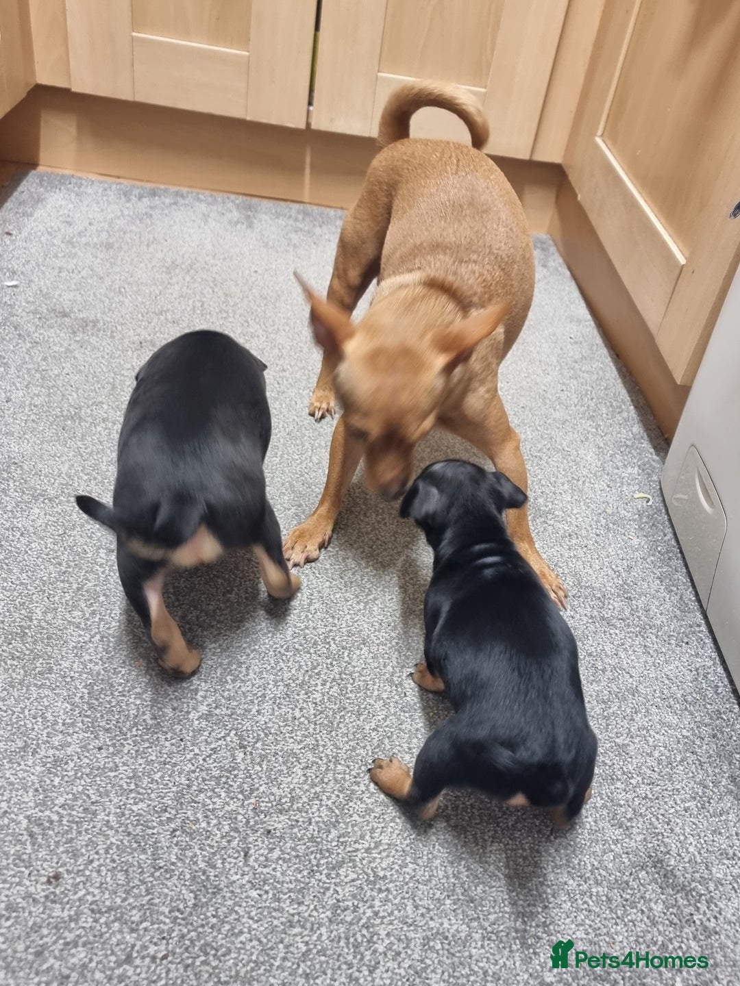 German Pinscher dogs for sale: Pincher - Advert 3