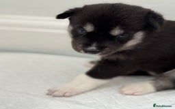 Siberian Husky dogs for sale: Beautiful Chunky Siberian Husky Puppies  - Image 15
