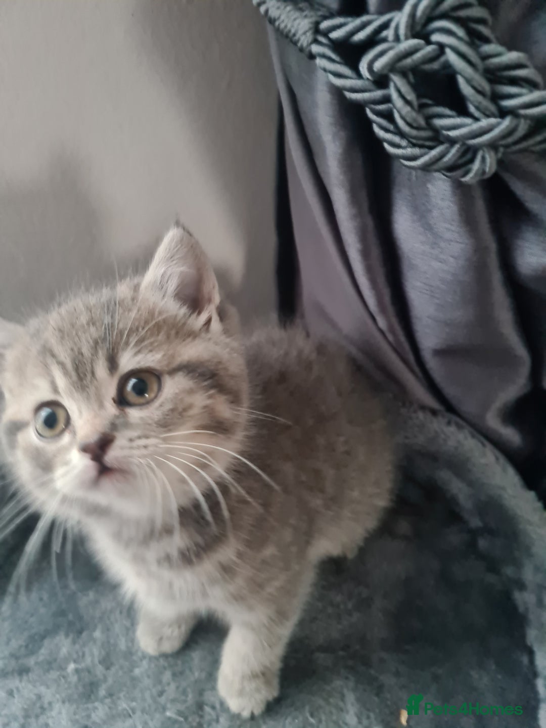 British Shorthair cats for sale: Beautiful kittens. - Advert 16