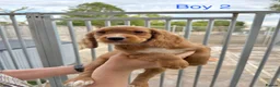 Cocker Spaniel dogs for sale: Cocker spaniel puppies ready now - Advert 16