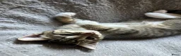 Mixed Breed cats for sale: 4 Gorgeous tabby kittens, 2 with white features - Advert 15