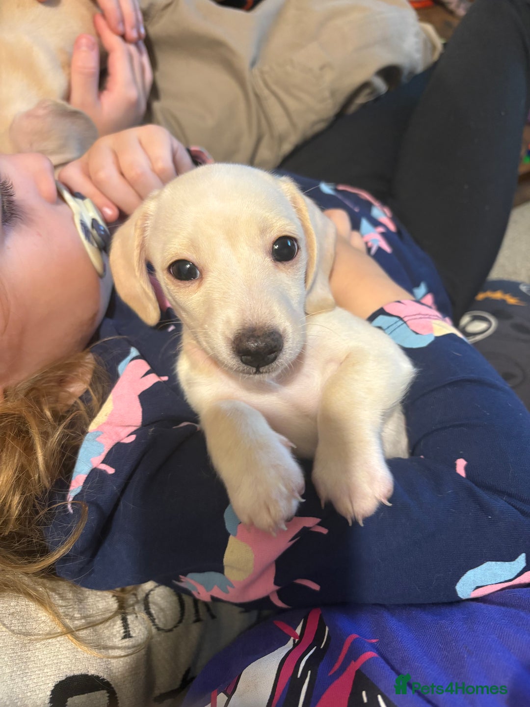 Miniature Dachshund dogs for sale: Cream miniature dachshunds  - Advert 10