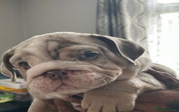 English Bulldog dogs for sale: UPDATED PHOTOS OF THE LAST BOY ENGLISH BULLDOG PUP in South Ockendon - Image 19