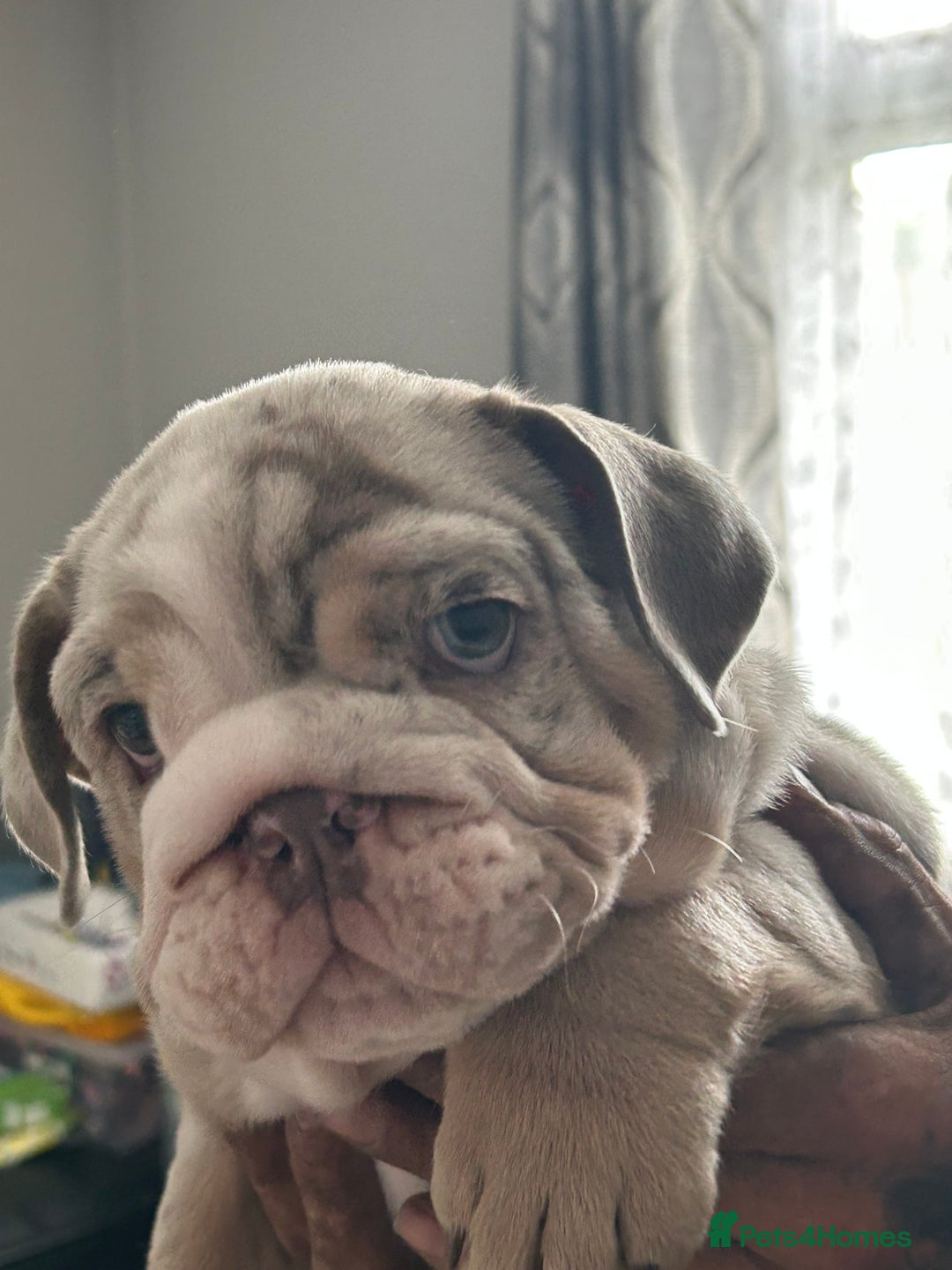 English Bulldog dogs for sale: UPDATED PHOTOS OF THE LAST BOY ENGLISH BULLDOG PUP in South Ockendon - Image 19