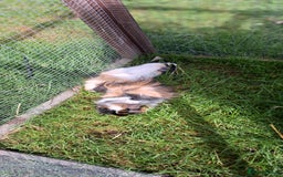 Guinea Pig rodents for sale: Two bonded boar guinea pigs £40 pair - Image 5