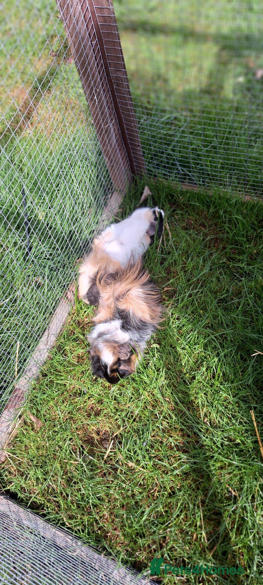 Guinea Pig rodents for sale: Two bonded boar guinea pigs £40 pair - Image 5