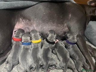 Whippet dogs Full blue pedigree KC reg whippet puppies - Advert 2