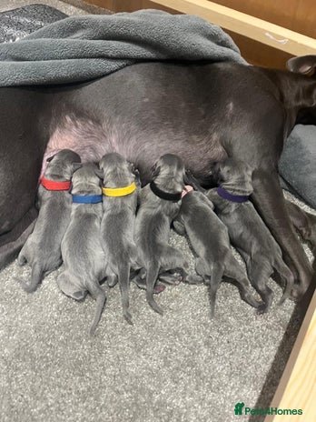 Whippet dogs Full blue pedigree KC reg whippet puppies - Advert 1
