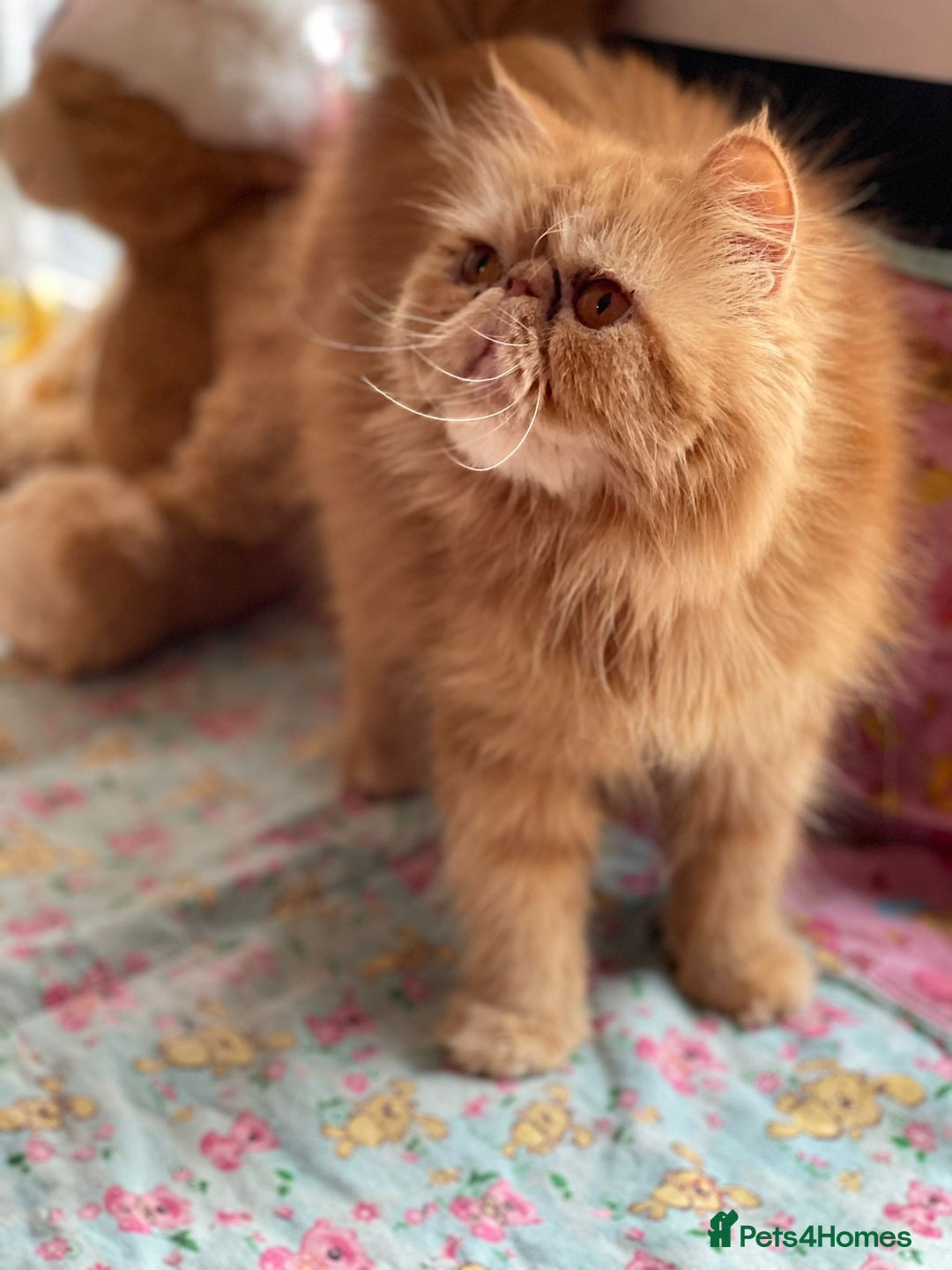 Persian cats for sale: Beautiful persian kittens  - Advert 5