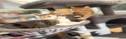 Maine Coon cats for sale: TORTOISESHELL MAINE COON X KITTENS - Advert 6