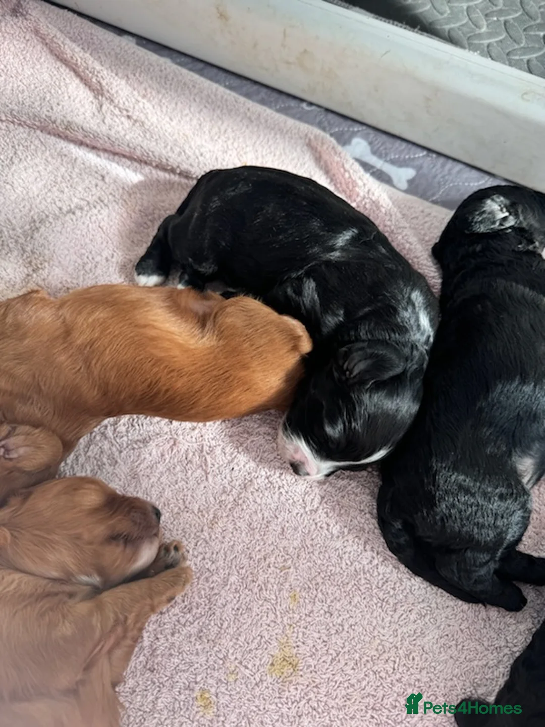 Miniature Poodle dogs for stud: Stunning Red Poodle for Stud in Motherwell - Advert 26