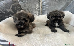 Mixed Breed dogs for sale: Schnoodle puppies for sale  - Image 5