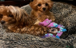 Cavapoo dogs for sale: Tiny Toy Poodle Princess – Ready Now! - Image 6