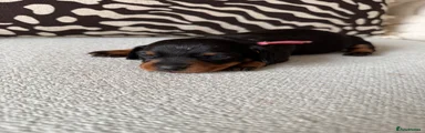 Miniature Dachshund Puppy 3