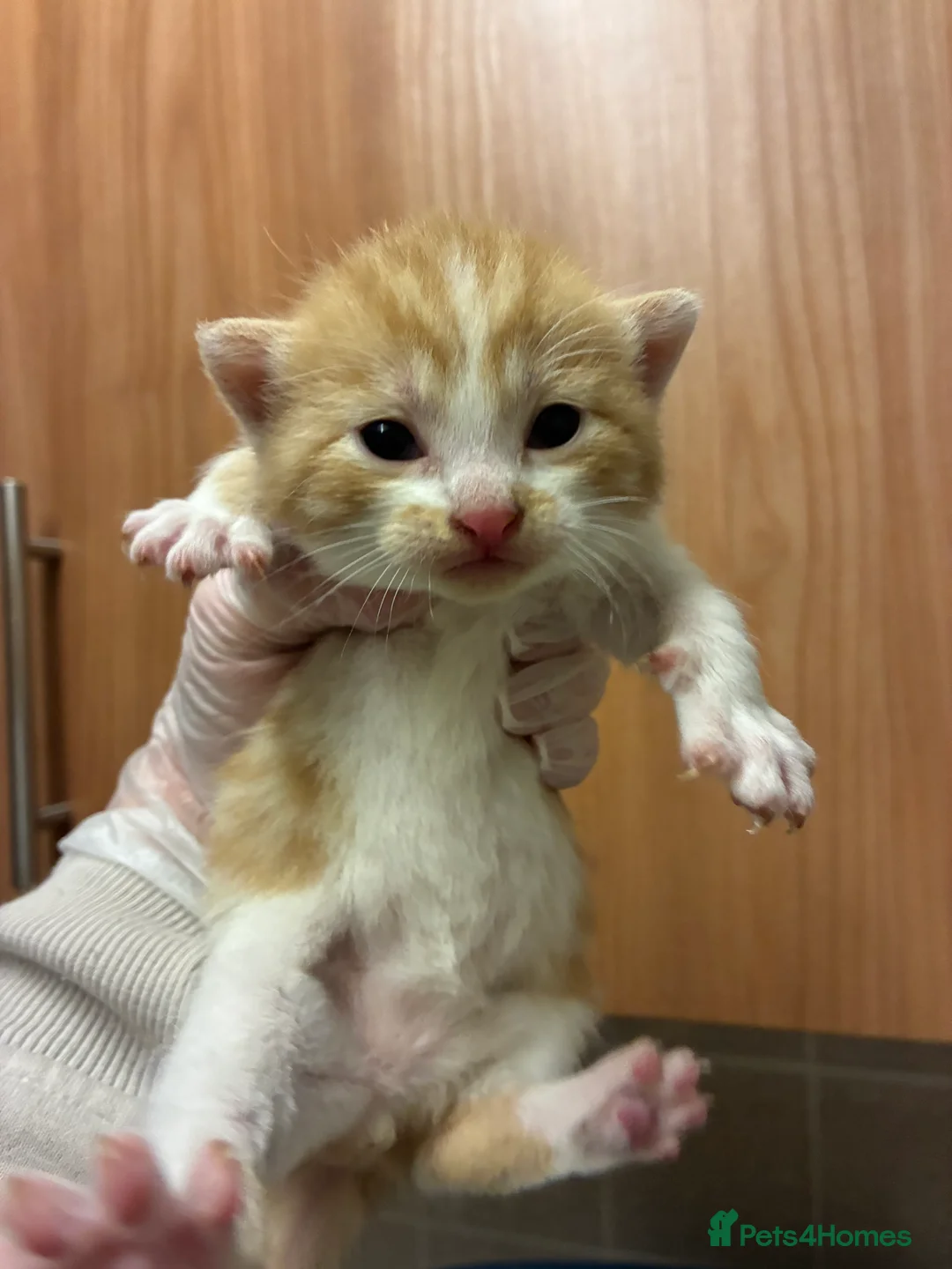 Mixed Breed cats for sale: 6 gorgeous kittens for sale  - Advert 2