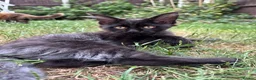 Maine Coon cats for sale: 2 girls remaining, stunning colours - Advert 12