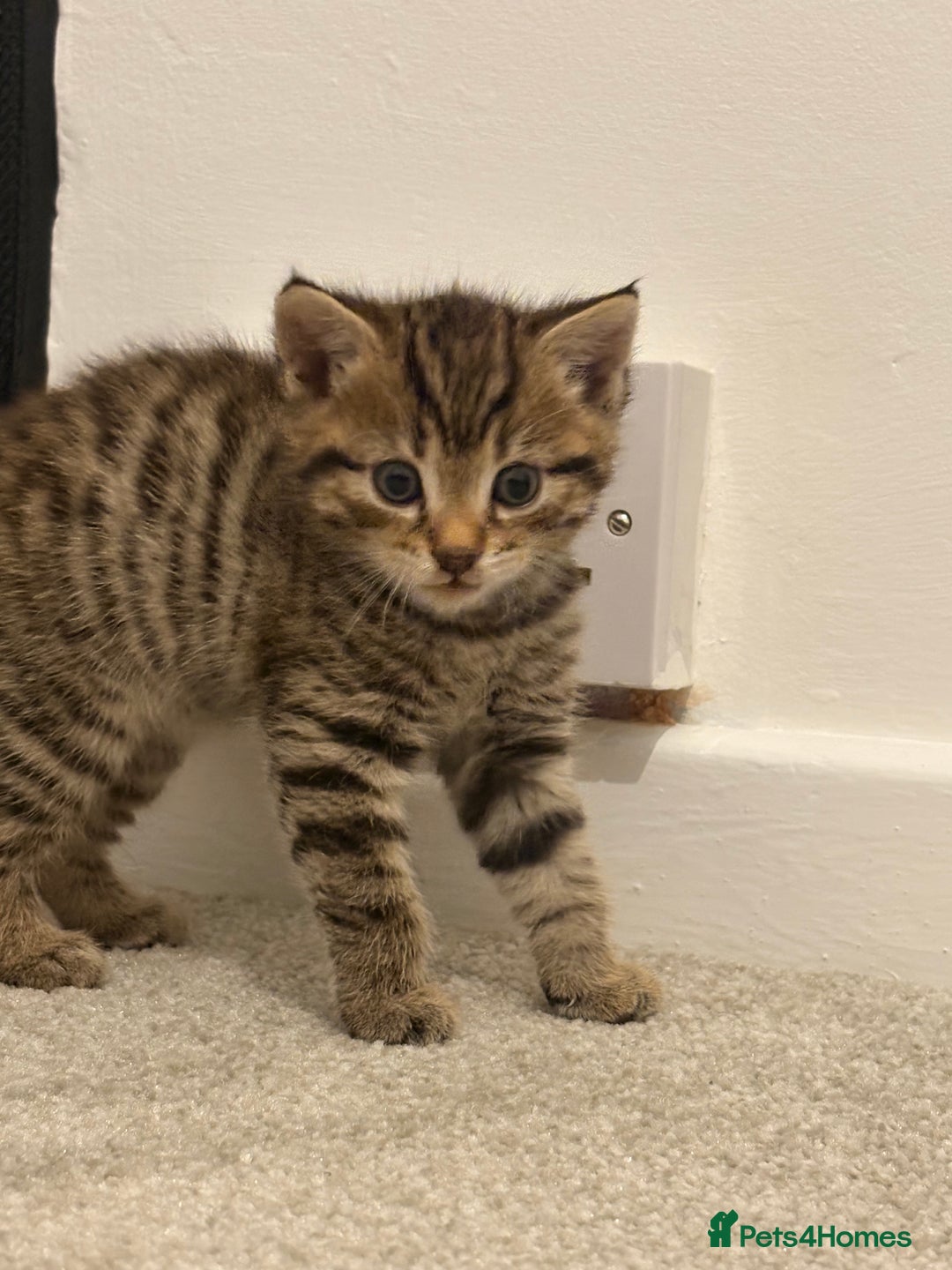 Domestic Shorthair cats for sale: 2x Tabby Cats (1x Male and 1x Female) - Image 10