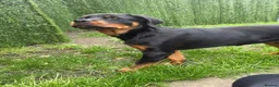 Rottweiler dogs for sale: Female Rottweiler  - Advert 7