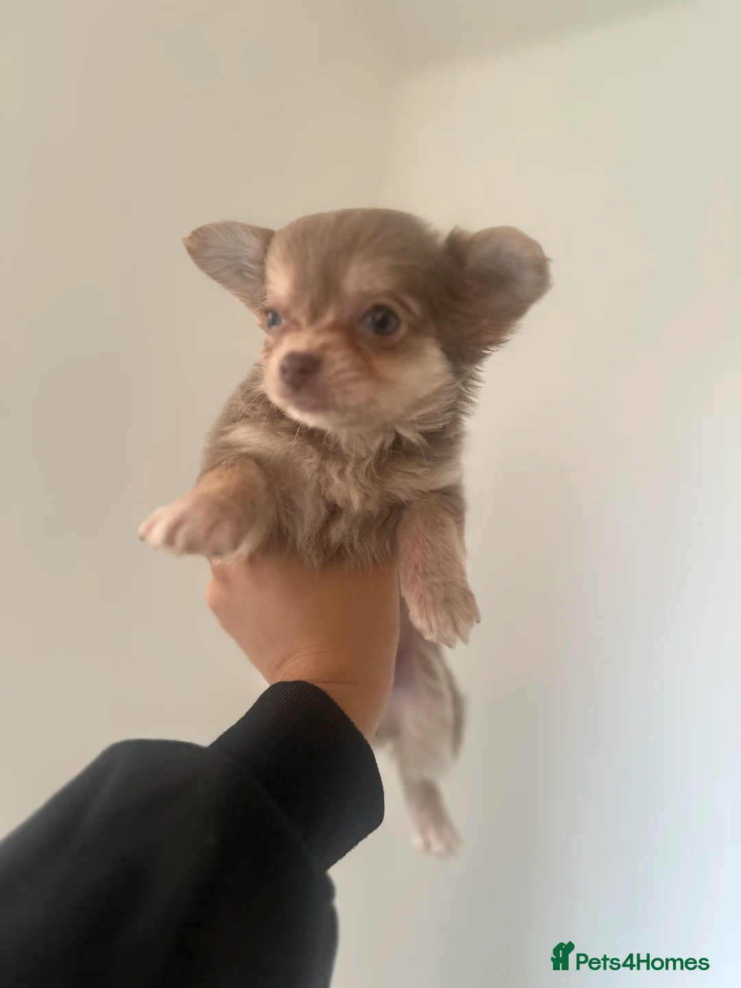 Chihuahua dogs for sale: Gorgeous Chihuahua girls - Advert 12