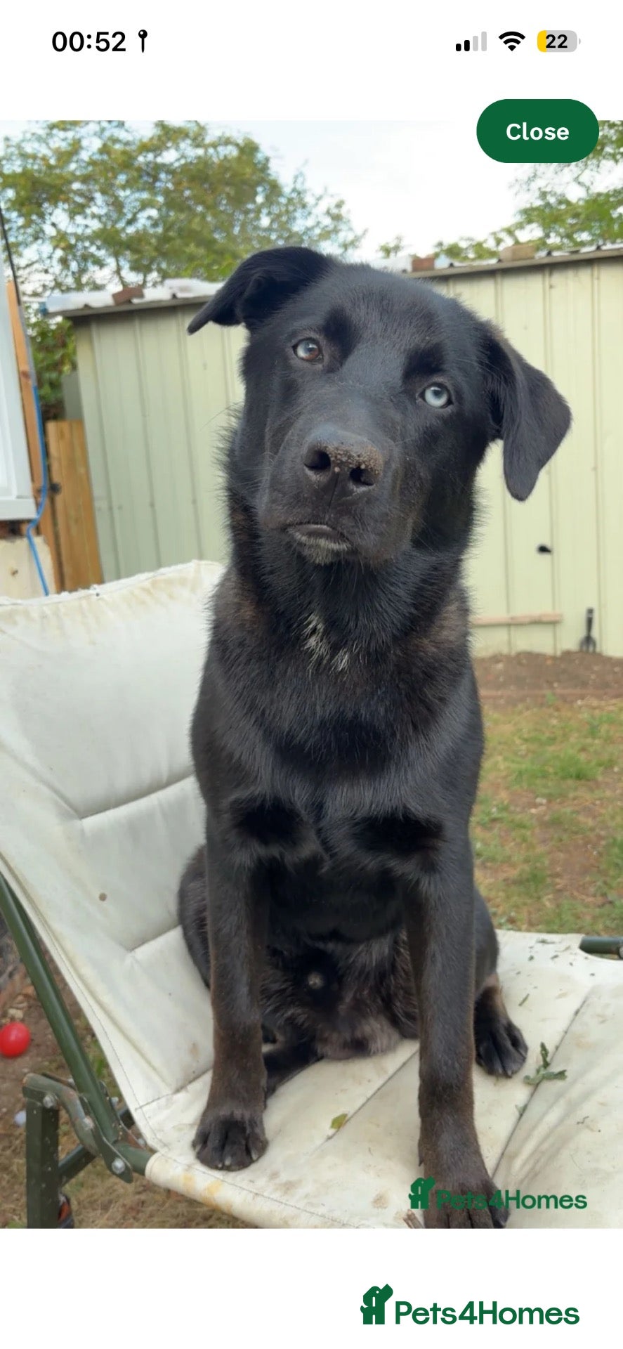 Mixed Breed dogs Labrador x husky - Advert 7
