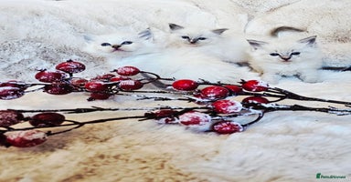 Ragdoll cats Cute Ragdoll kittens  - Advert 6