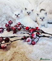 Ragdoll cats Cute Ragdoll kittens - Advert 3