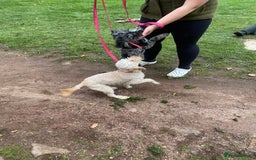 Cockapoo dogs for sale: Cockapoo - Image 16