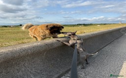 Thai Ridgeback dogs for sale: 12 month old Thai Ridgeback  - Image 6
