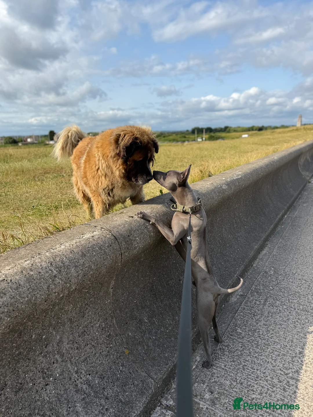 Thai Ridgeback dogs for sale: 16 month old Thai Ridgeback  - Advert 6