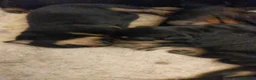 Rottweiler dogs for sale: KC  REGISTERED Chunky bold pups - Advert 10