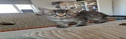 Mixed Breed cats for sale: Kittens looking for their forever home in London - Advert 10