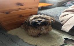 Mixed Breed dogs for sale: Two Shih tzu mix puppies for sale  - Advert 10